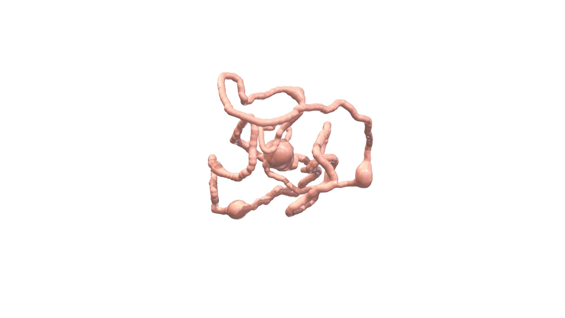 Stmach Heart Model