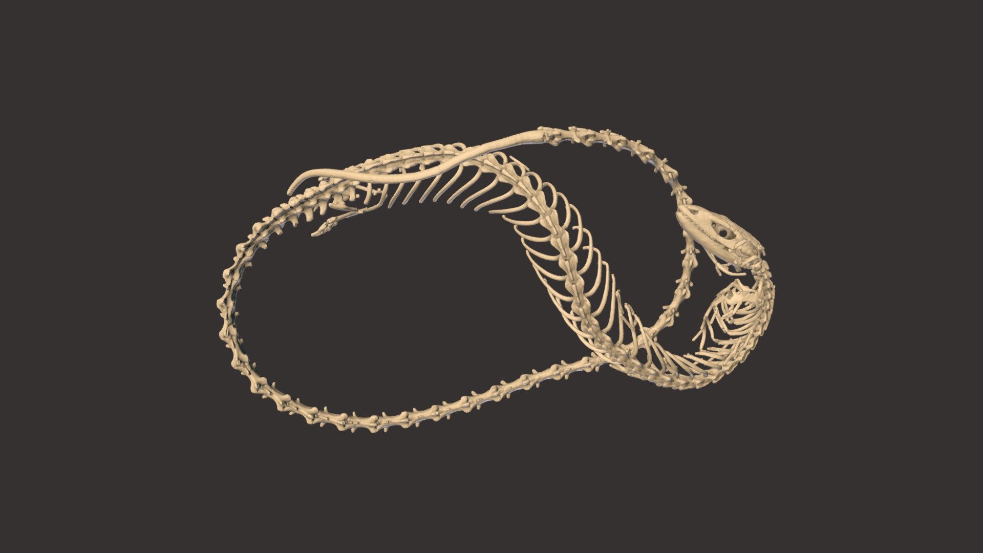 Cape Grass Lizard Skeleton - 3D model by Blackburn Lab (@ufherps ...