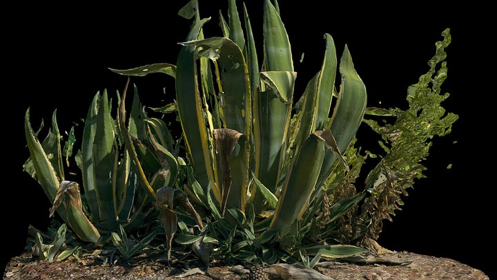 Aloa Vera plant – Modello 3D gratuito STL