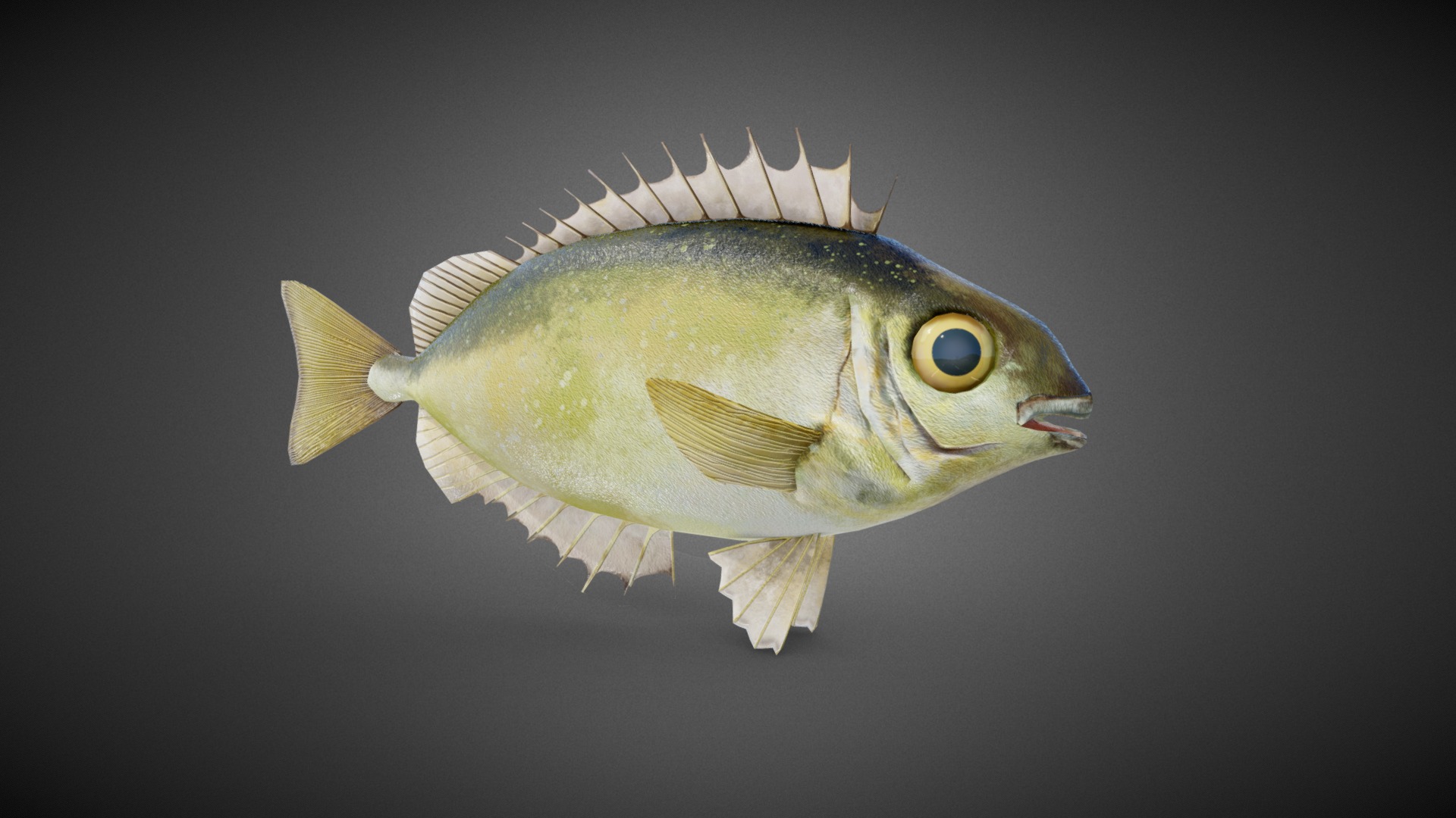 3D model Rabbitfish (fish) - This is a 3D model of the Rabbitfish (fish). The 3D model is about a fish with a long tail.