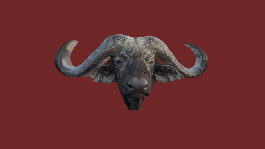 Buffalow 01