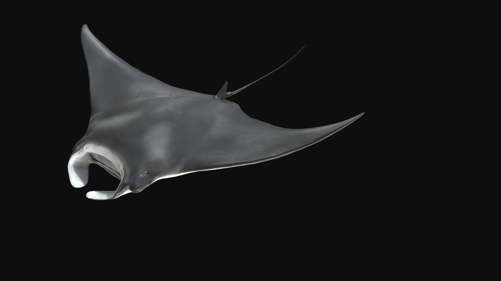 Model 84A - Manta Ray Feeding