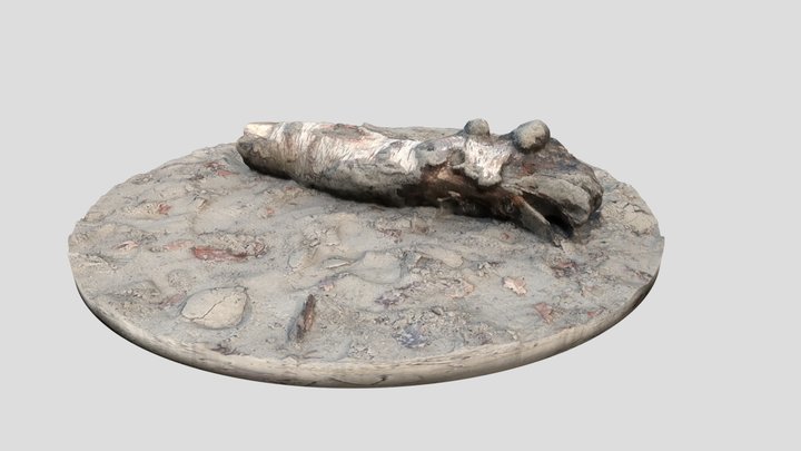 Log 3D Model
