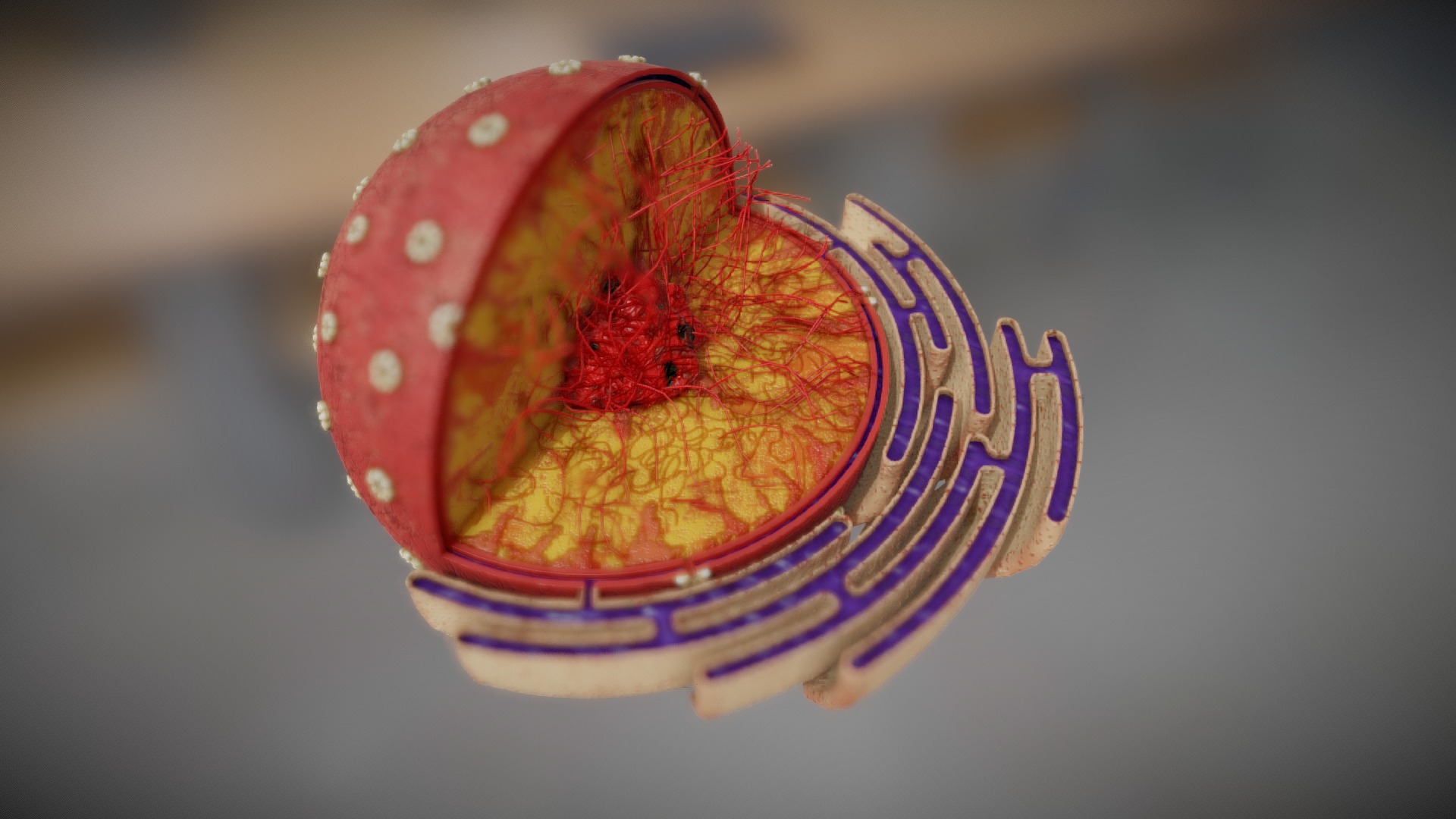 Nucleus - Cell Organelles - 3D model by Vida Systems (@objects1) [7e01bff]