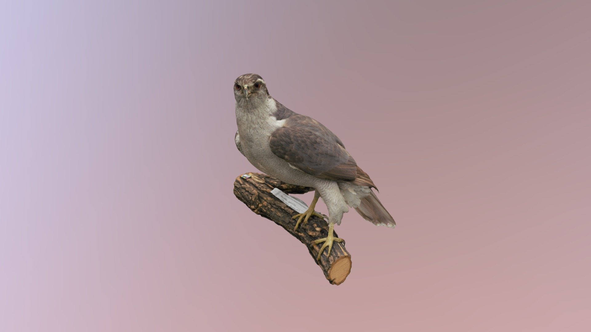 Northern Goshawk - 3D model by Youbie's Collection (@dhutchinson22 ...