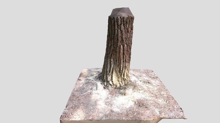 trunk scan - 32 photos 3D Model