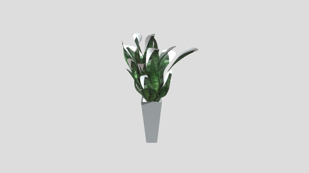 Sansevieria Trifasciata Plant