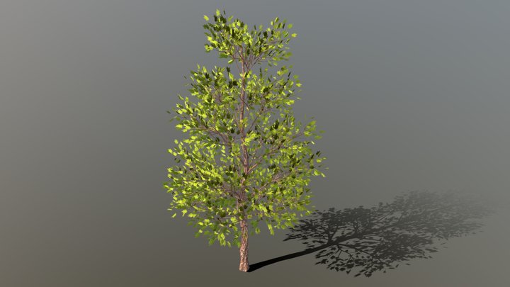 Maple Tree 3D Model