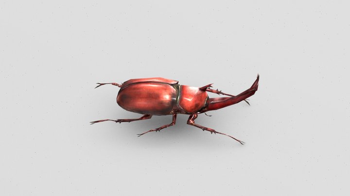 Rhino Beetle 3D Model