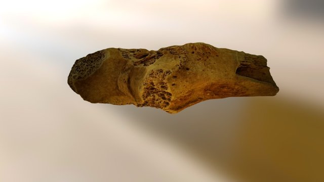 Animal bone 3D Model