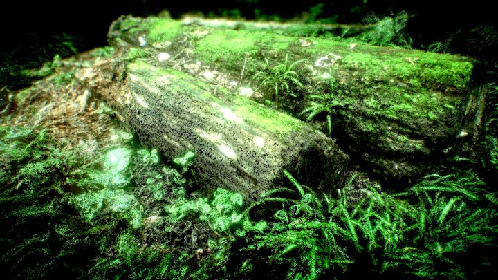 Lawson Ravine Decaying Logs - Point Cloud 3D Model