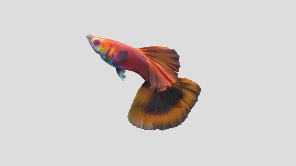 FancyAlbinoRed Halfmoon Guppy Male