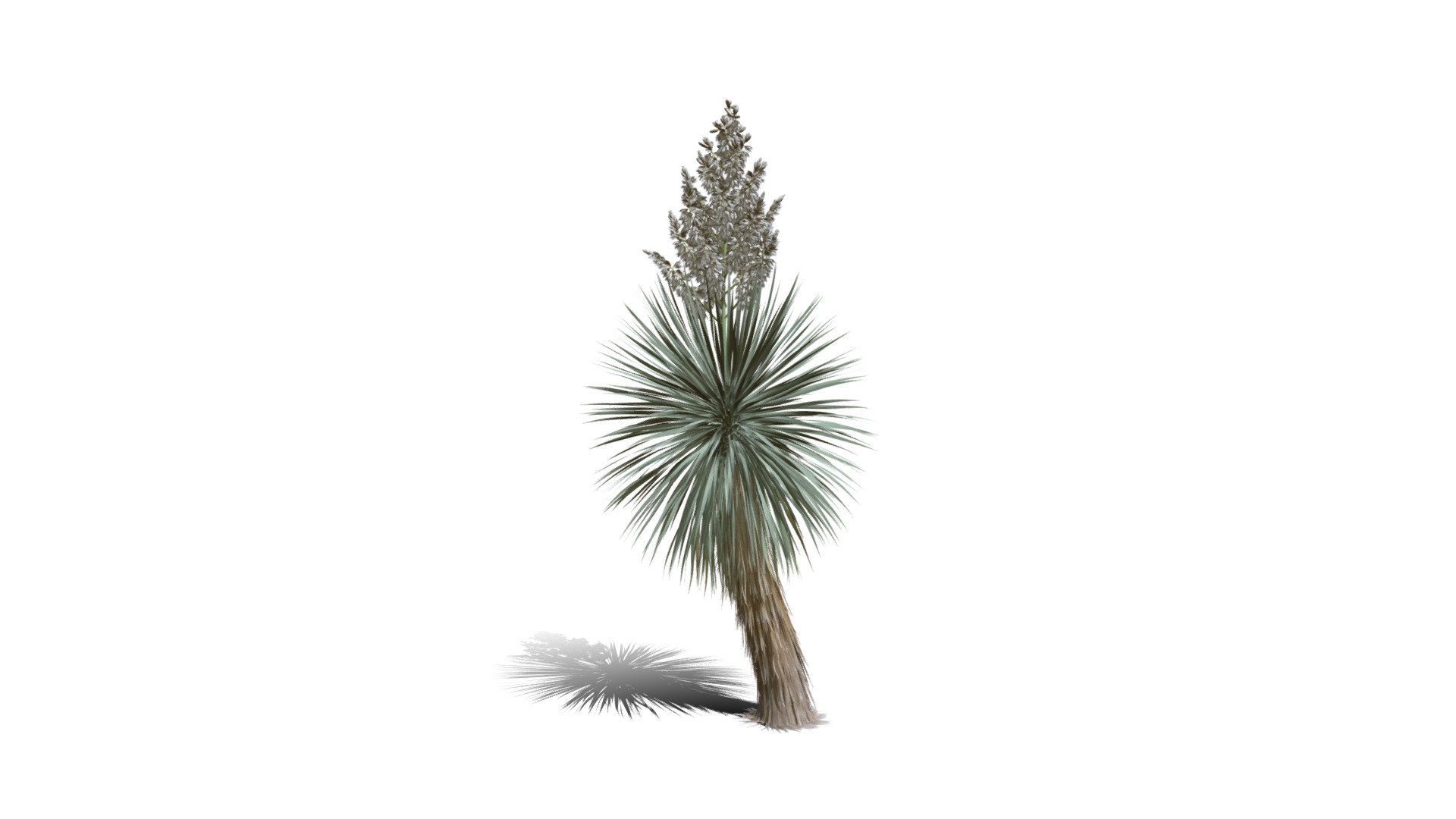 Realistic HD Beaked Yucca (8/30) - Buy Royalty Free 3D Model By ...