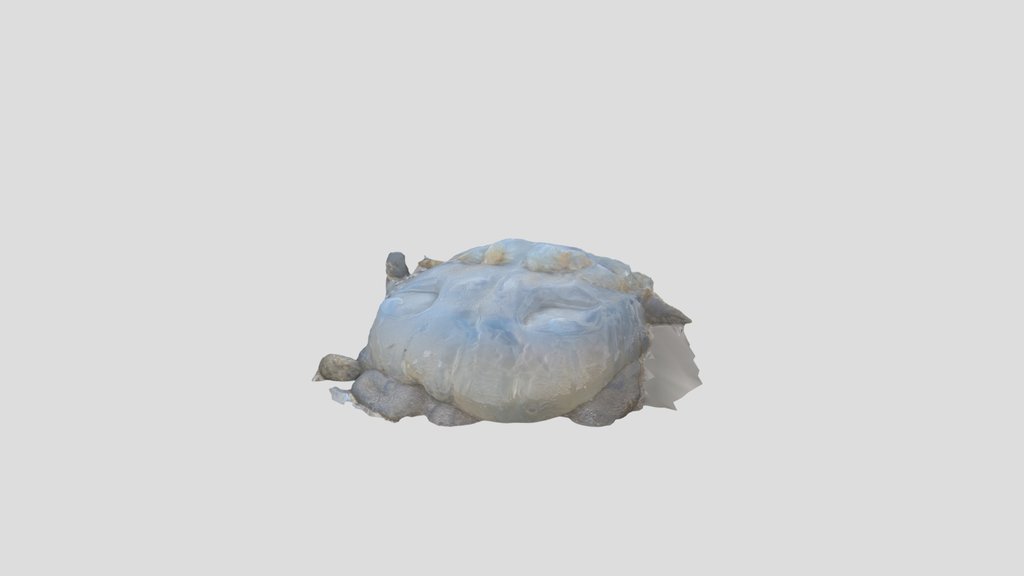 Porthdinllaen Jellyfish