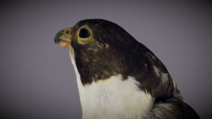 Peregrine Falcon 3D Model