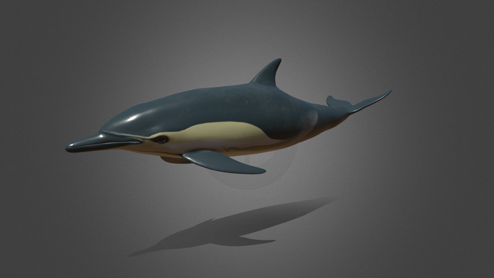 Long-beaked dolphin — Sketchfab embed 3D viewer