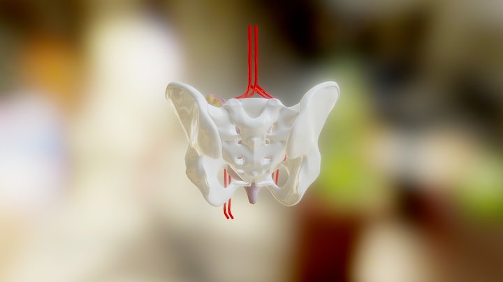 Pelvis Anatomy 3D Model