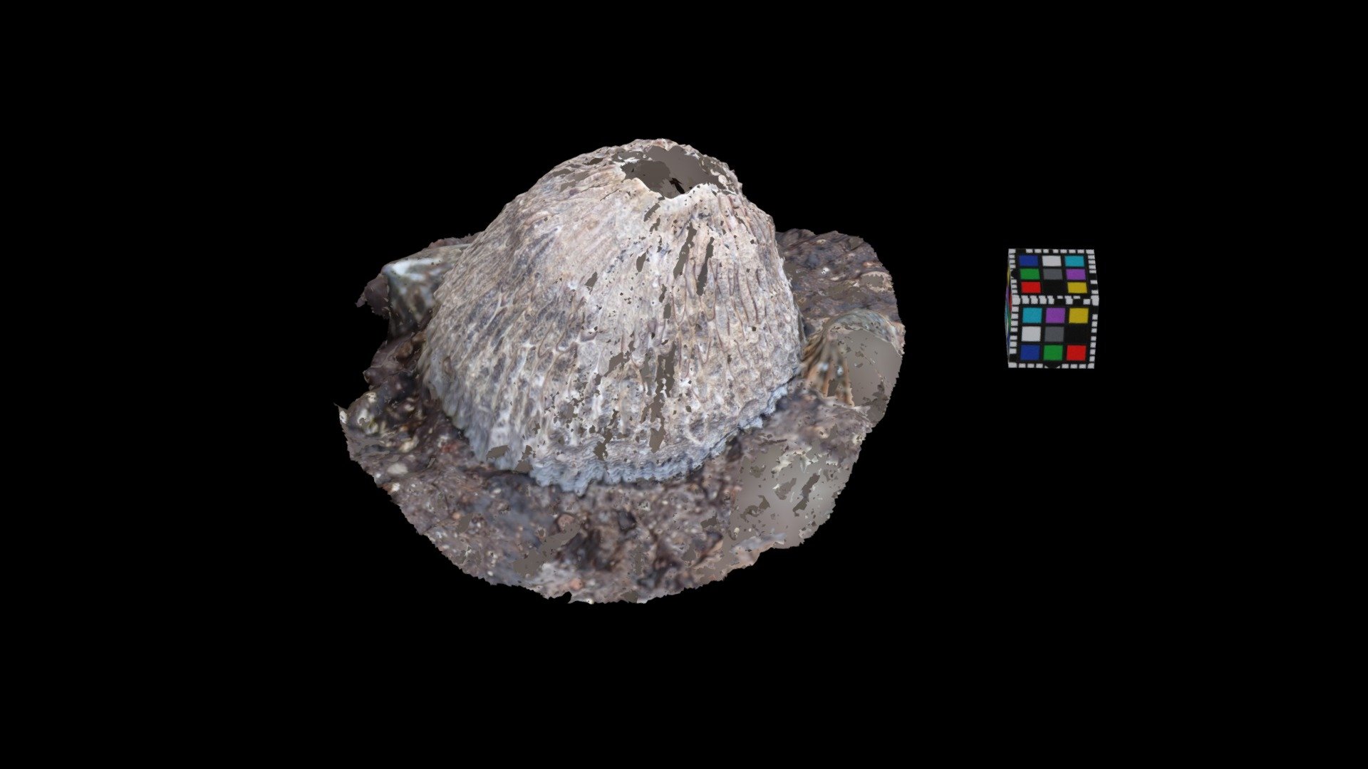 クロフジツボ Acorn barnacle, Tetraclita japonica