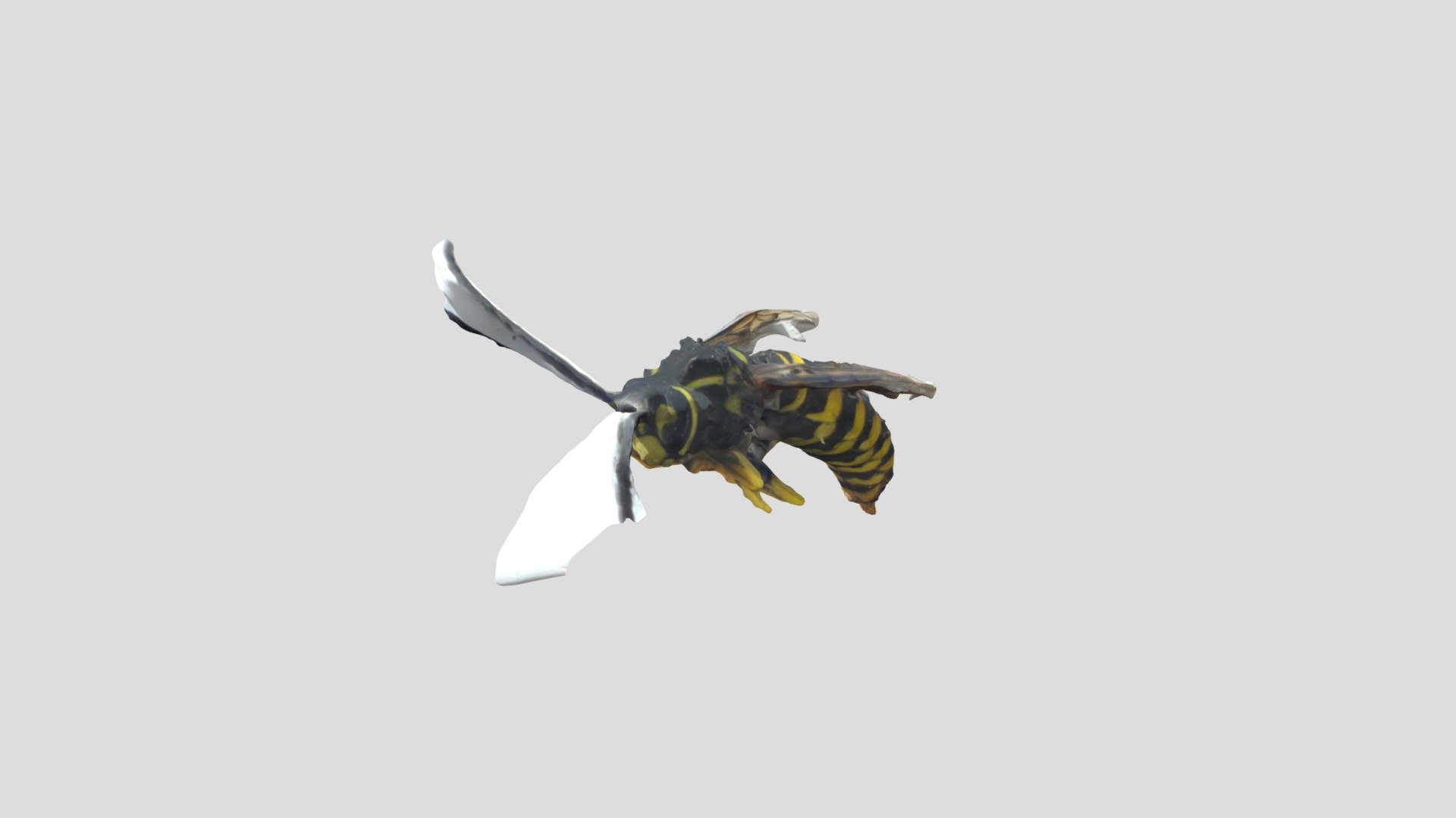 Yellow Jacket Wasp - Download Free 3D model by scbenoit [7e2ee00 ...