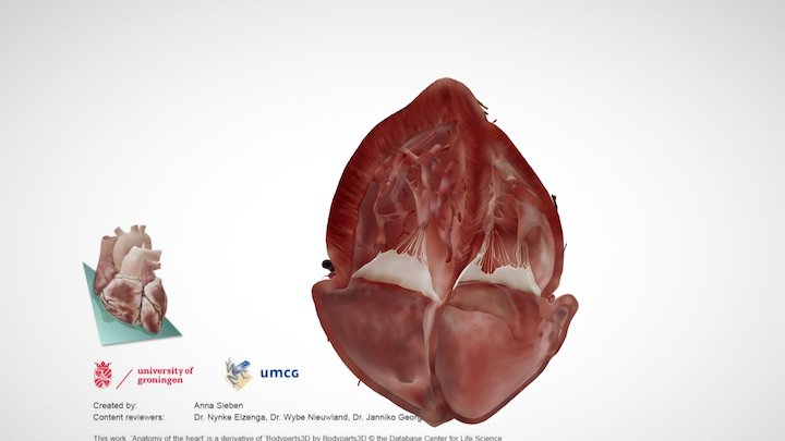 Cardiac Anatomy: Other Half Subcostal 4 Chamber – Kostenloses 3D-Modell STL