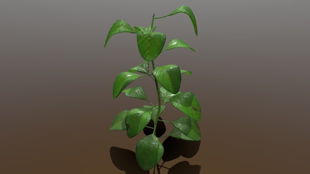 Plant - Outdoors