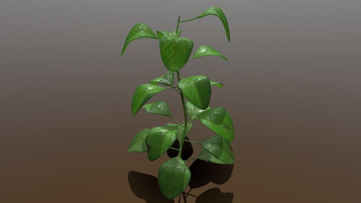 Plant - Outdoors 3D Model