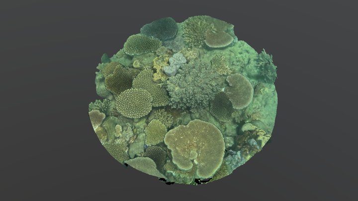 Soft Coral Patch (Whitsunday Islands)