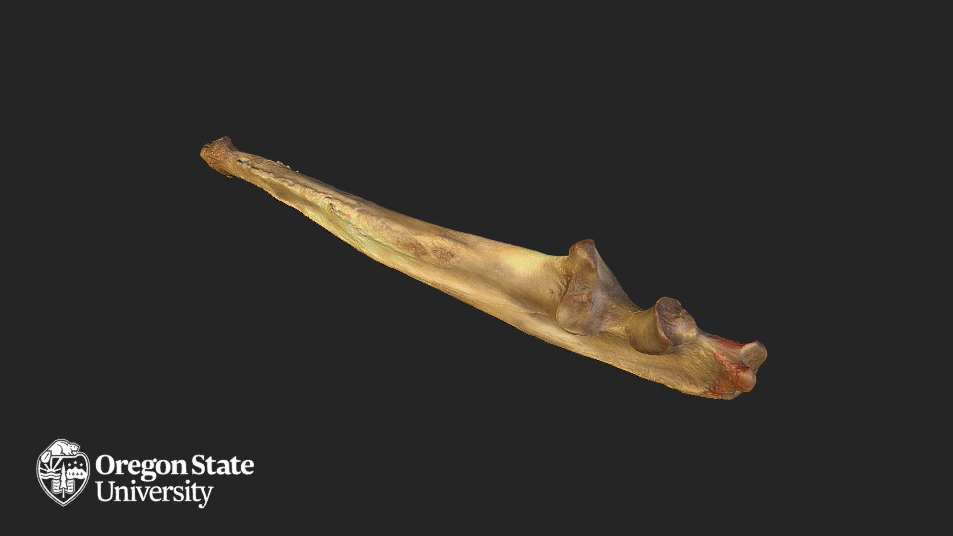 Cougar - FW 643 - L Ulna
