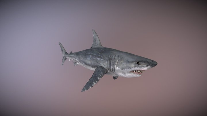 greatwhiteshark 3D Model