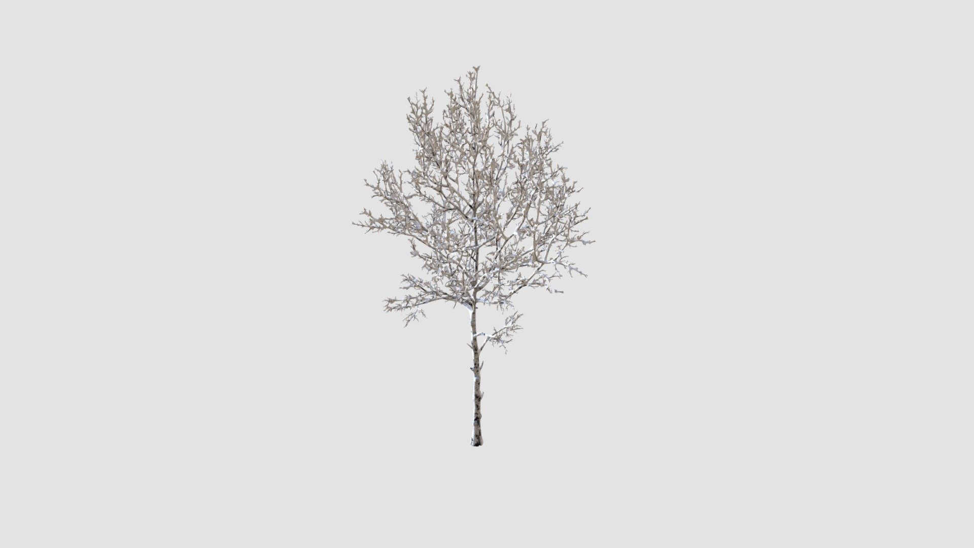 aspen tree - Buy Royalty Free 3D model by Evermotion [7e37362 ...