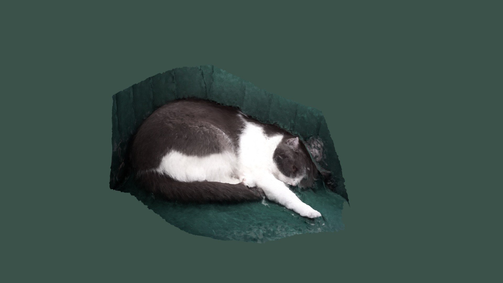 my cat JoJo 4/2022