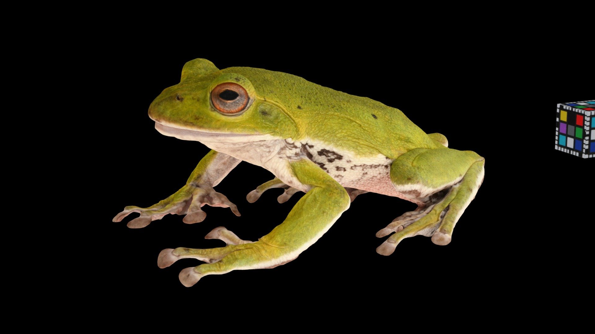 突然変異 黄色いカエル！ 天然採集モリアオガエル♂♀ペア』特別編 - 両生類