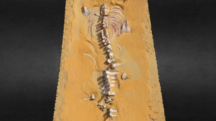 Mermaid Fossil 3D Model