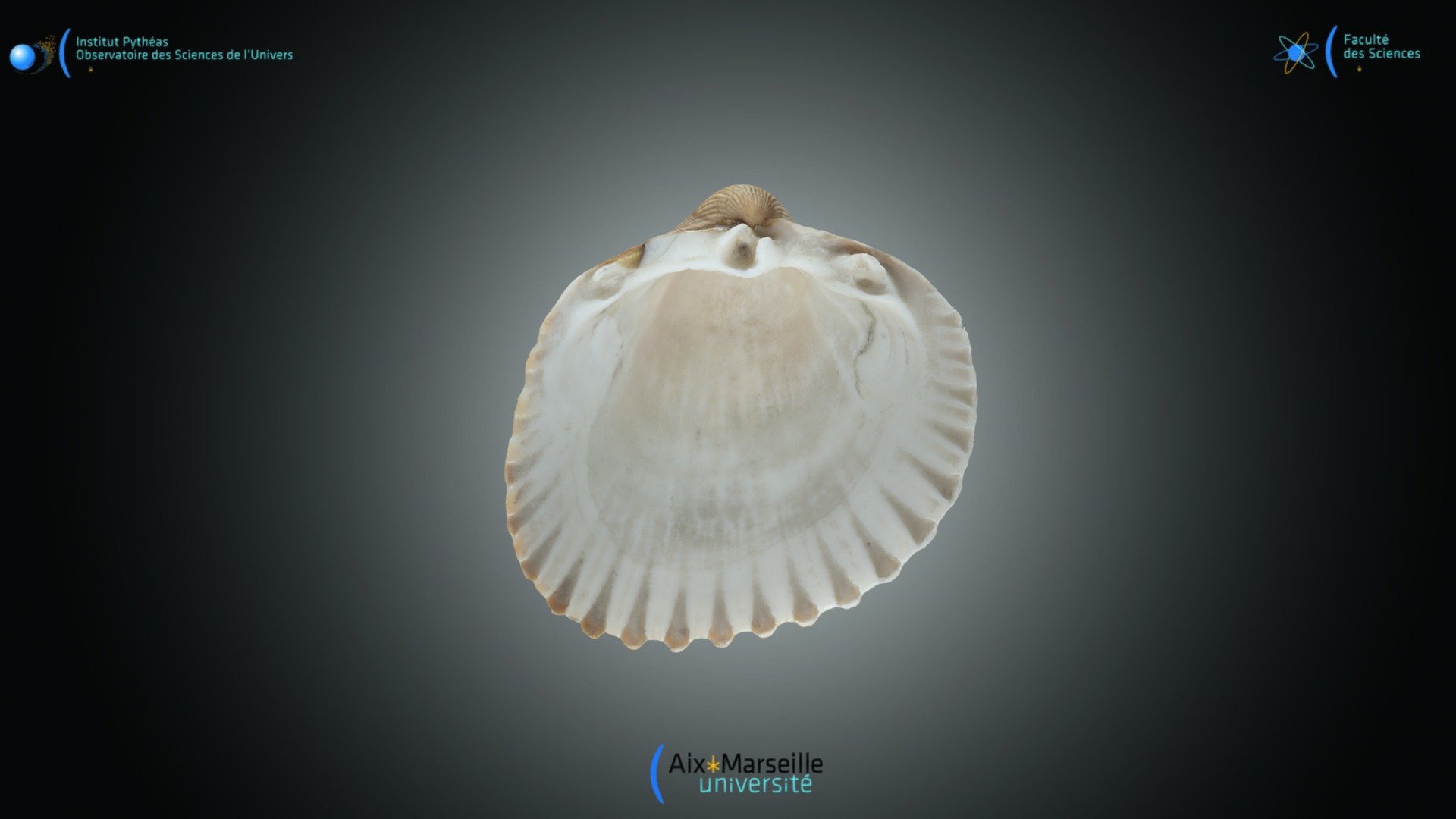 Bivalve - Cerastoderma