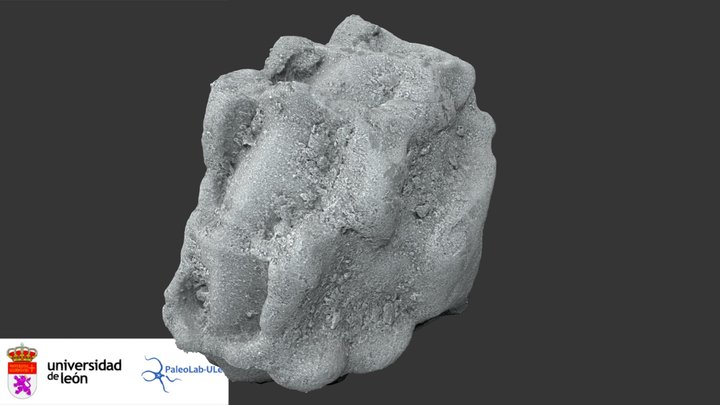 Foraminifera: Lenticulina 3D Model