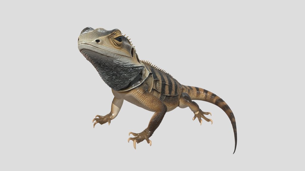 Tuatara 3d Model