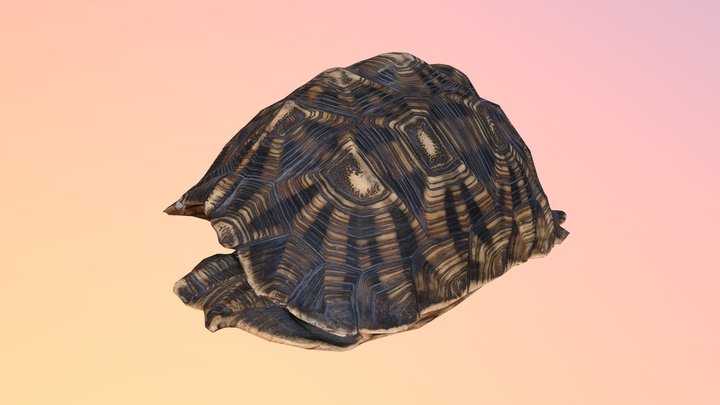 Star Tortoise Shell 3D Model
