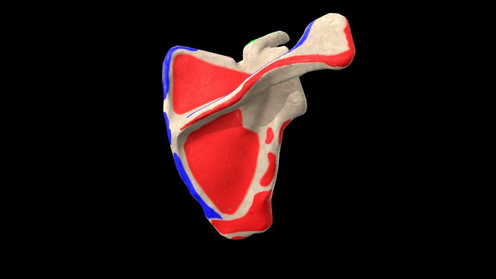 3d scapula anatomy