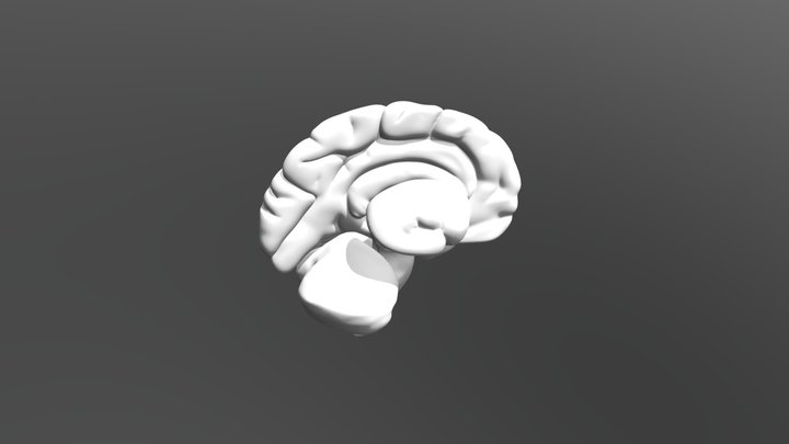 Human Brain 3D Model