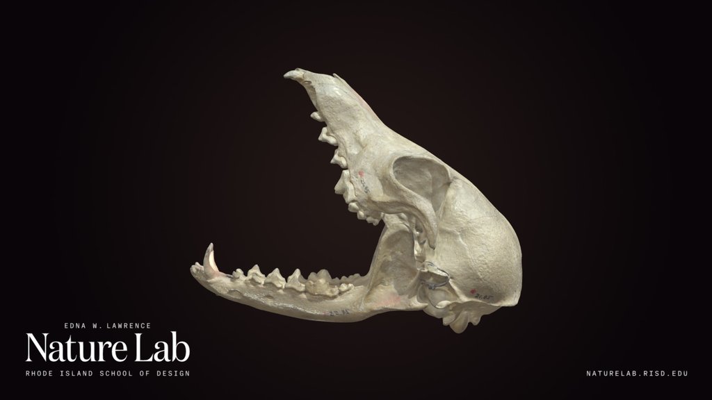Grey Fox skull