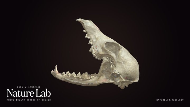 Grey Fox skull
