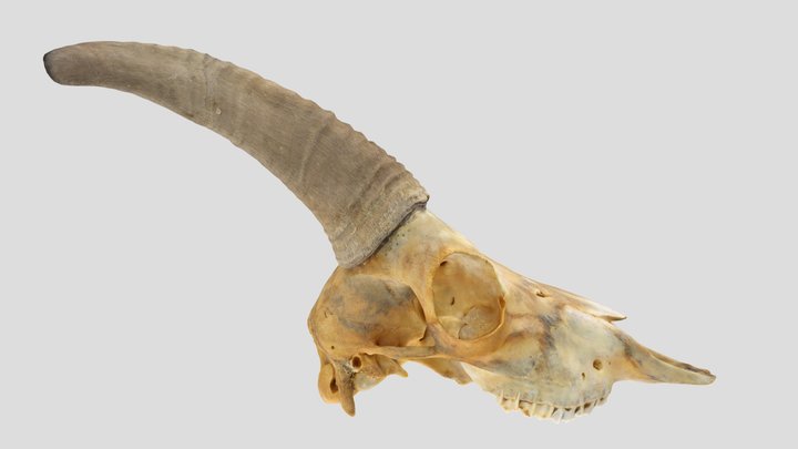 UWYMV:Mamm:5395, Ovis canadensis, Crania – Kostenloses 3D-Modell STL