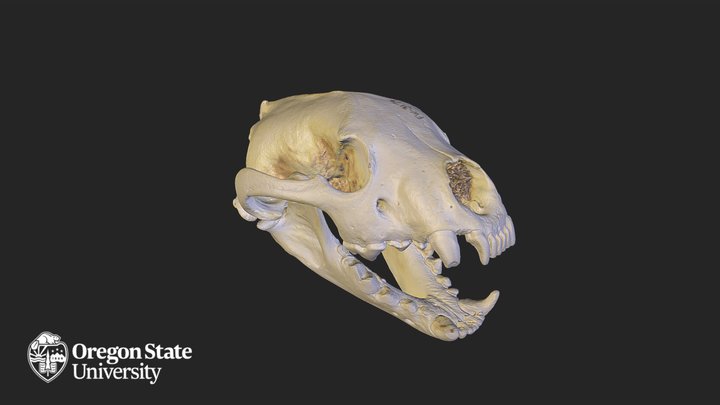 Wolverine - FW3174 – Modello 3D gratuito STL