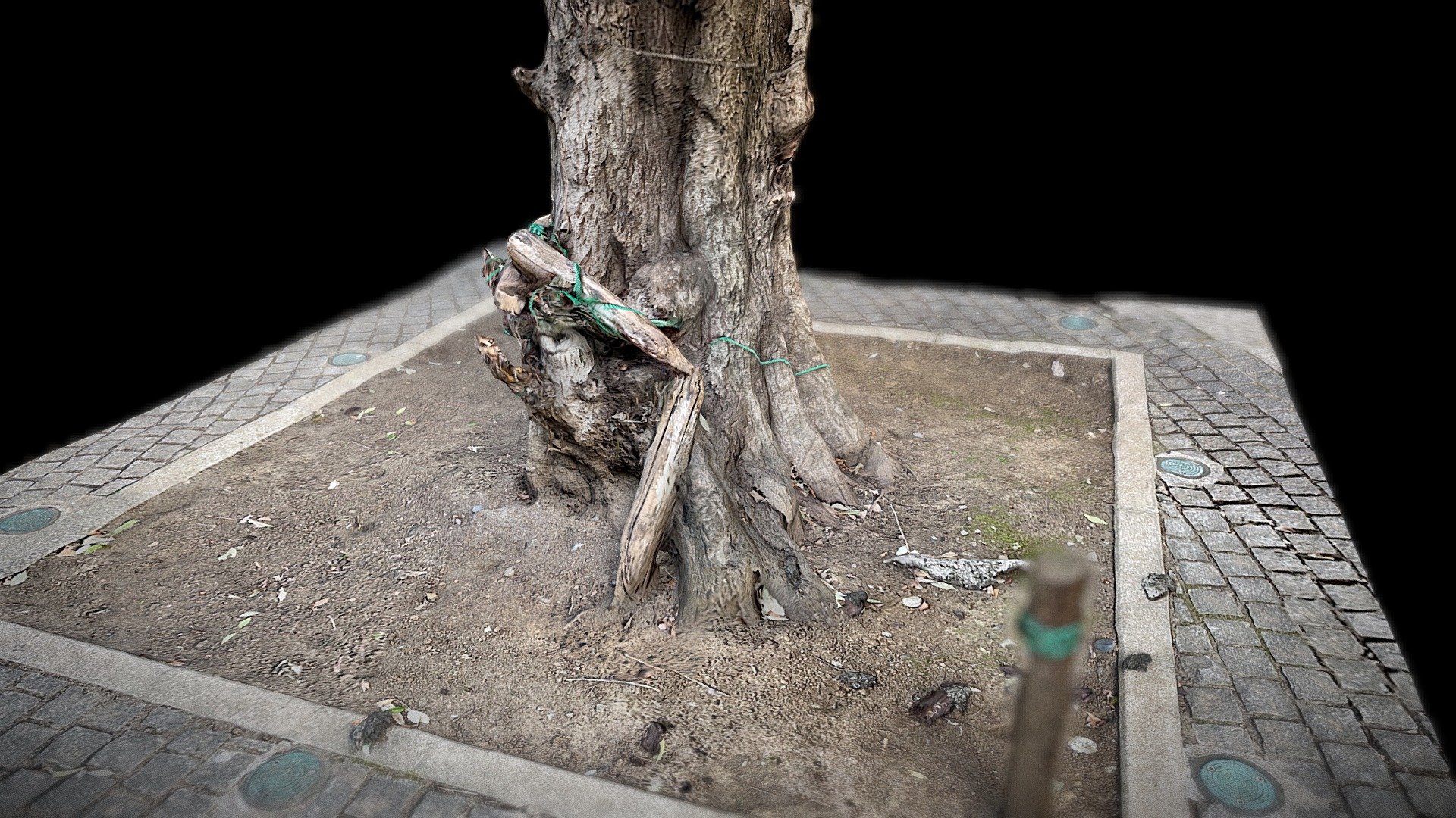 東大駒場キャンパスの木 (その2):Tree (No. 2)