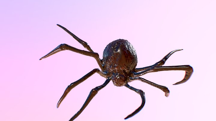 Spider 3D Model