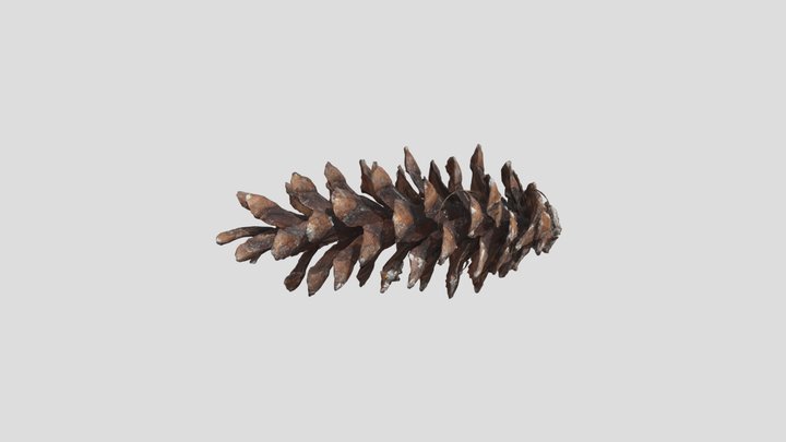 Pine Cone 2025 – Free 3D Model STL