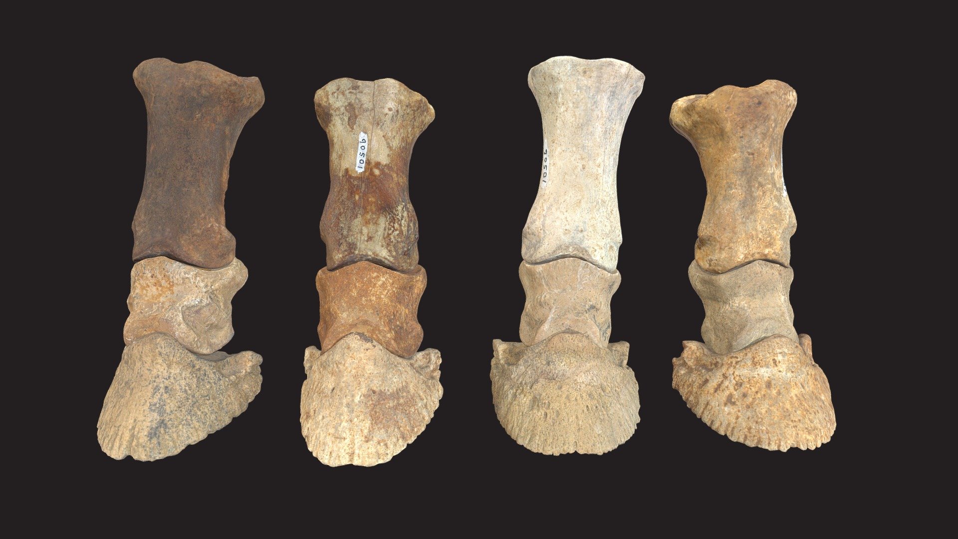 CMNH 10506, Hagerman horse hooves 3D model by Cleveland Museum of