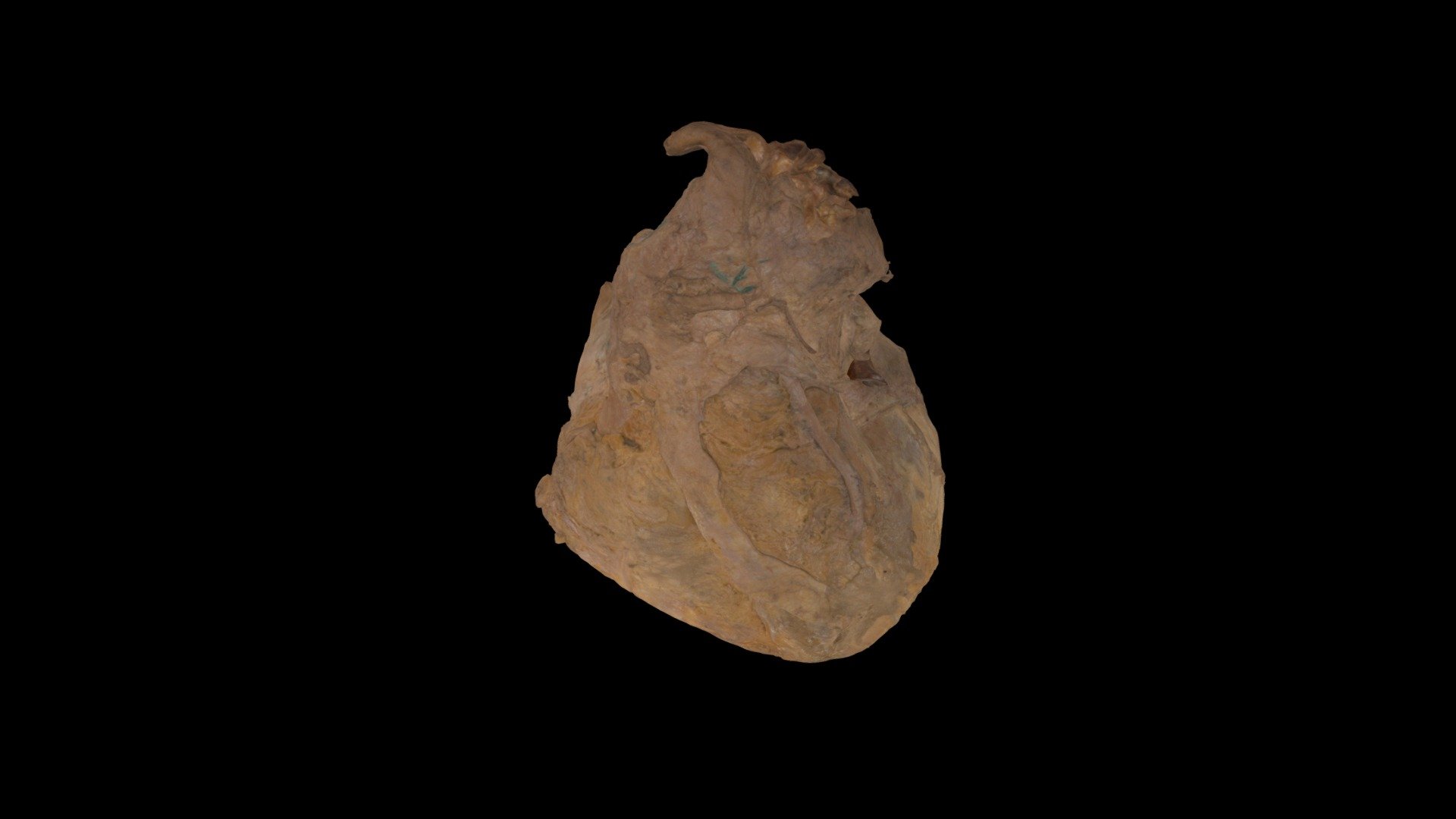 Fixed Cadaveric Human Heart Donation #CC32128 - Download Free 3D model ...