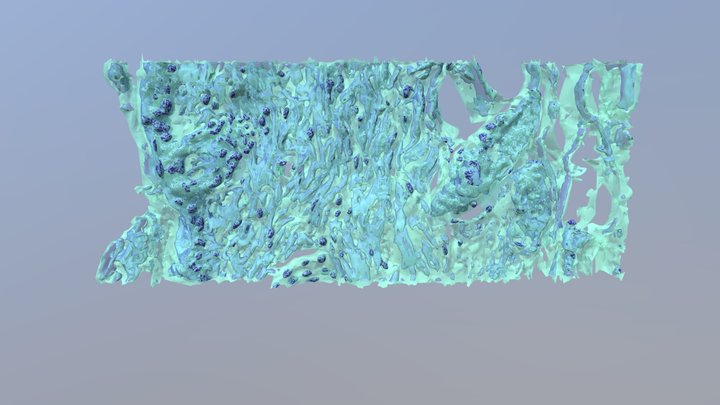 Skin-cell 3D models - Sketchfab