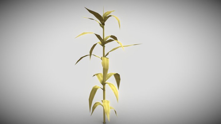 Corn old
